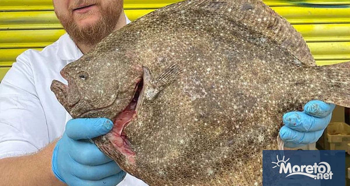 България и Румъния увеличават квотите за улов на калкан в