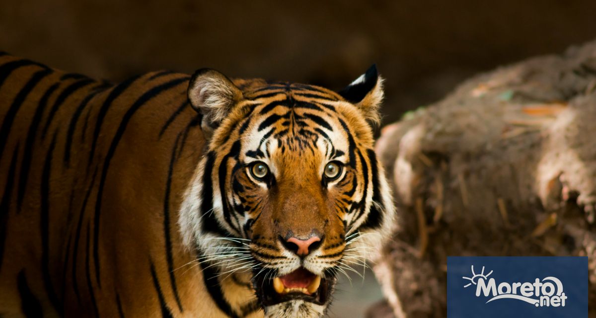 52 годишен служител на зоологическа градина в Румъния е бил убит