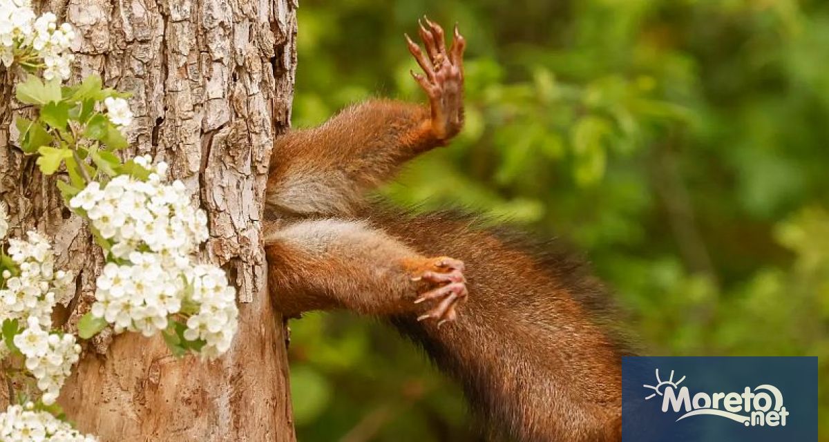 Конкурсът за най забавни кадри от дивата природа приключи разкривайки победителите