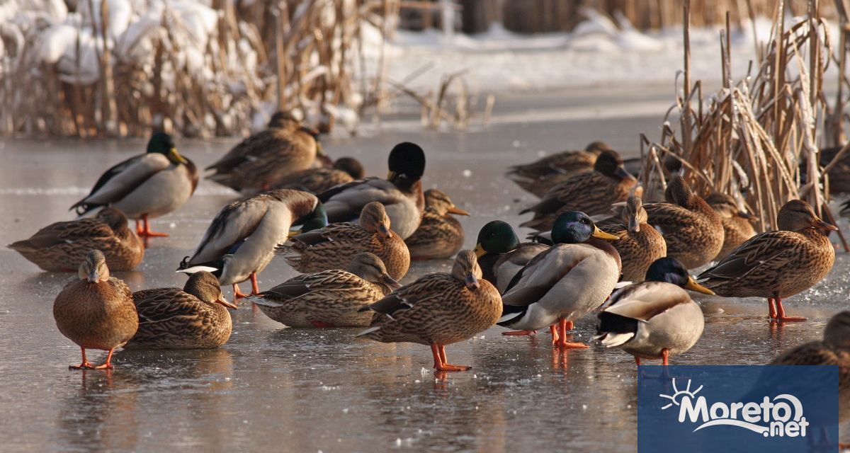 Готови са резултатите от проведеното този януари 49 то Среднозимно преброяване