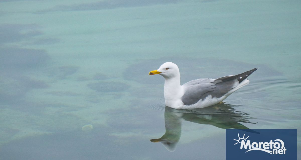 Тази нощ все още на отделни места в планинските райони