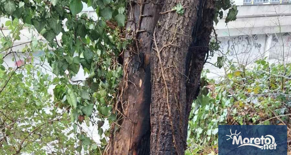 Два опасни и изсъхнали дървета ще бъдат отстранени в Морската