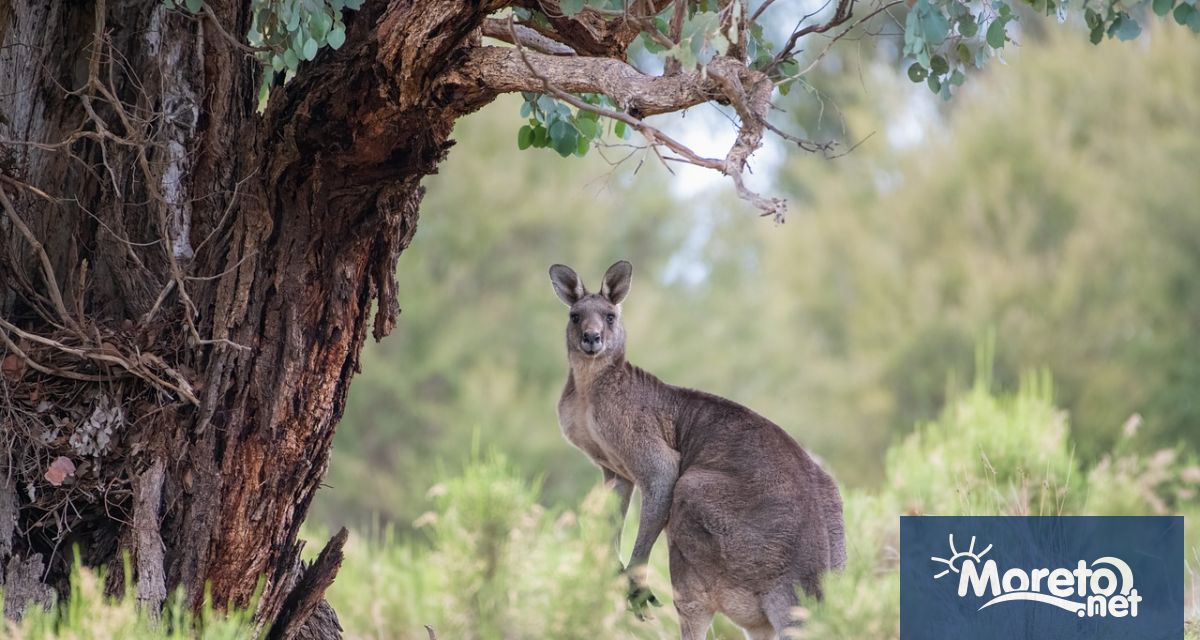 Животните са чудни същества изпълнени с невероятни способности и уникални
