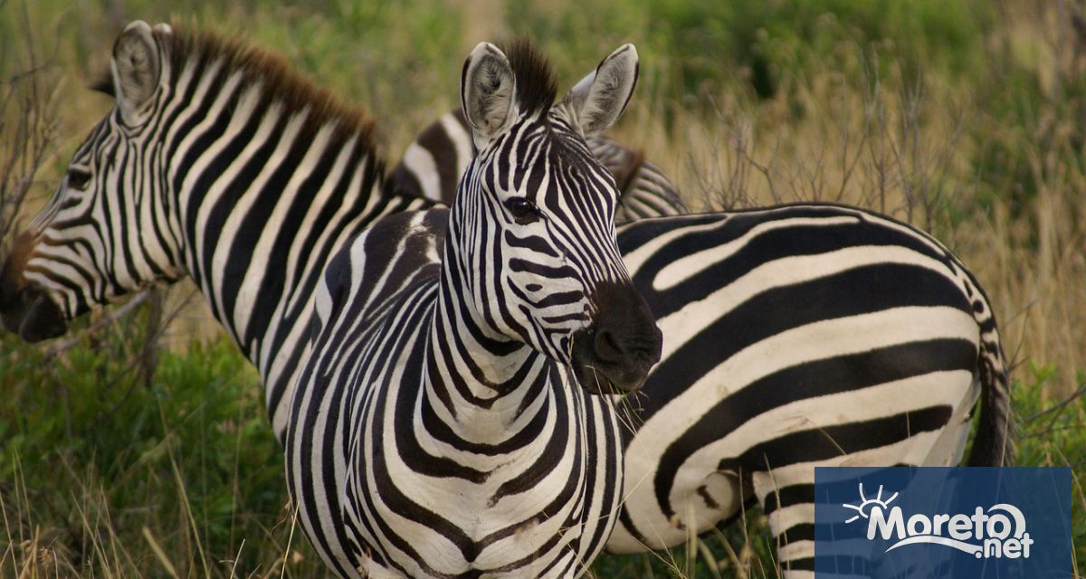 Инцидент с избягала зебра в зоологическата градина в сръбската столица