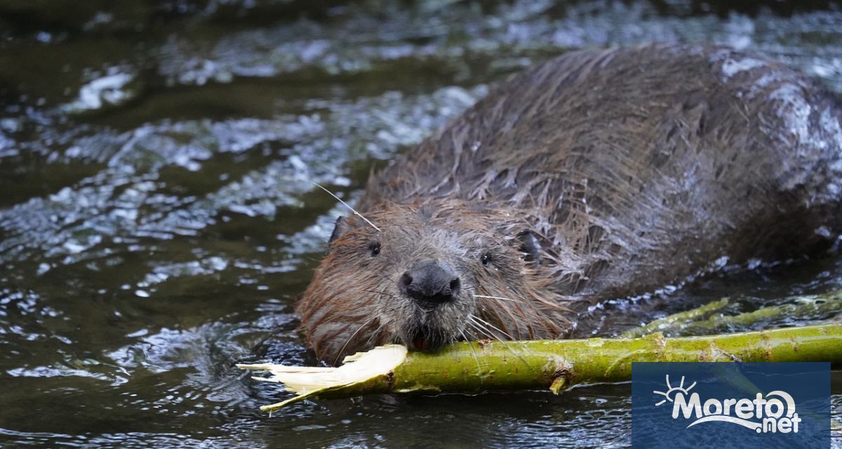 Бобрите в Чехия спестиха на данъкоплатците 1 2 милиона долара като