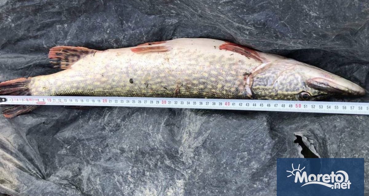 Екипи от сектор Рибарство и контрол Варна към Изпълнителната