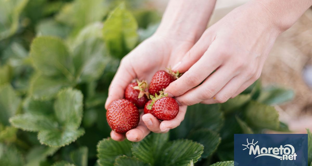 Броят на чуждестранните работници търсещи помощ заради обвинения в експлоатация