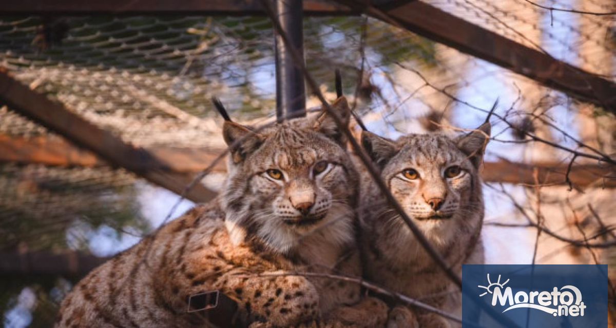 Евроазиатски рисове са Най сладката двойка за 2024 година във варненския