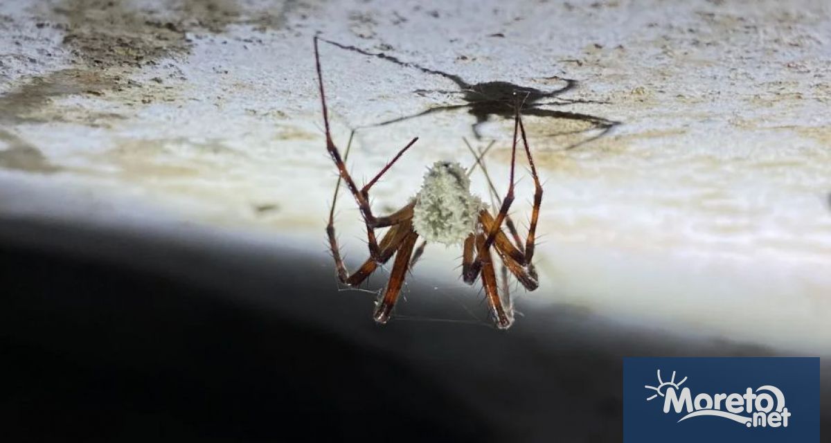 Учени в Европа откриха нов вид гъбички, които превръщат пещерните