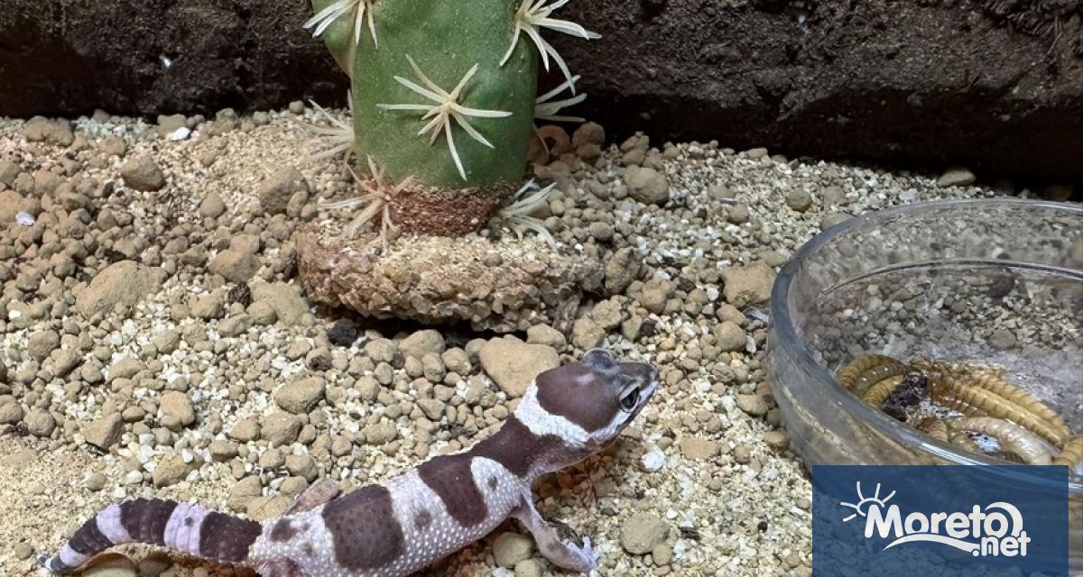 Екзотични животни спасени от контрабанден трафик бяха предоставени от Агенция