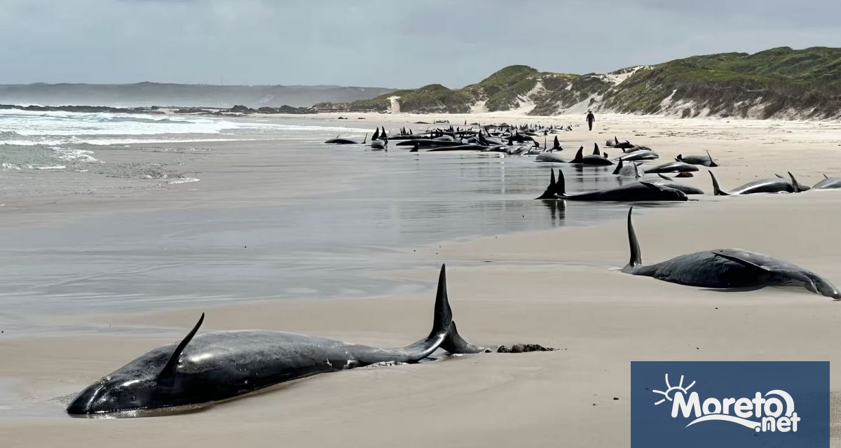 Австралийските власти евтаназират около 90 лъжекосатки оцелели след масово засядане