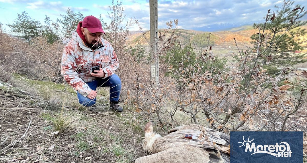 Нов случай на умишлено отравяне на екземпляри от защитения вид