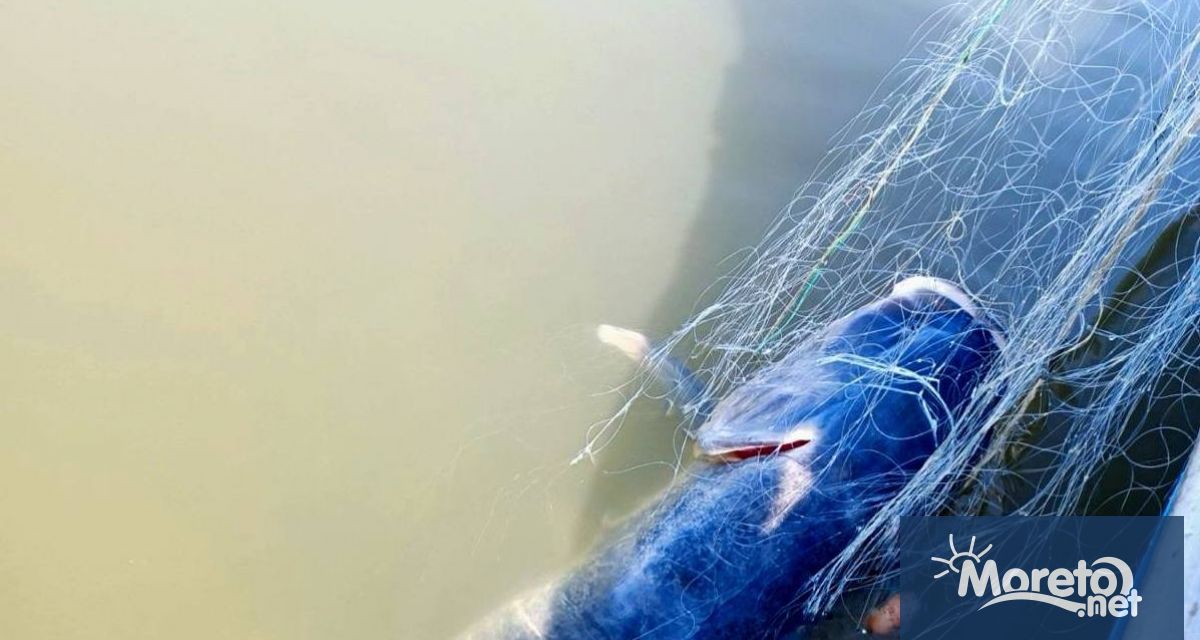 Служители на Изпълнителната агенция по рибарство и аквакултури ИАРА установиха 3