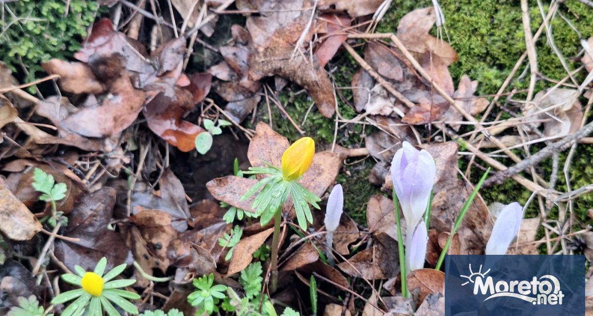 В защитена местност Връшка чука край село видинското Извор махала