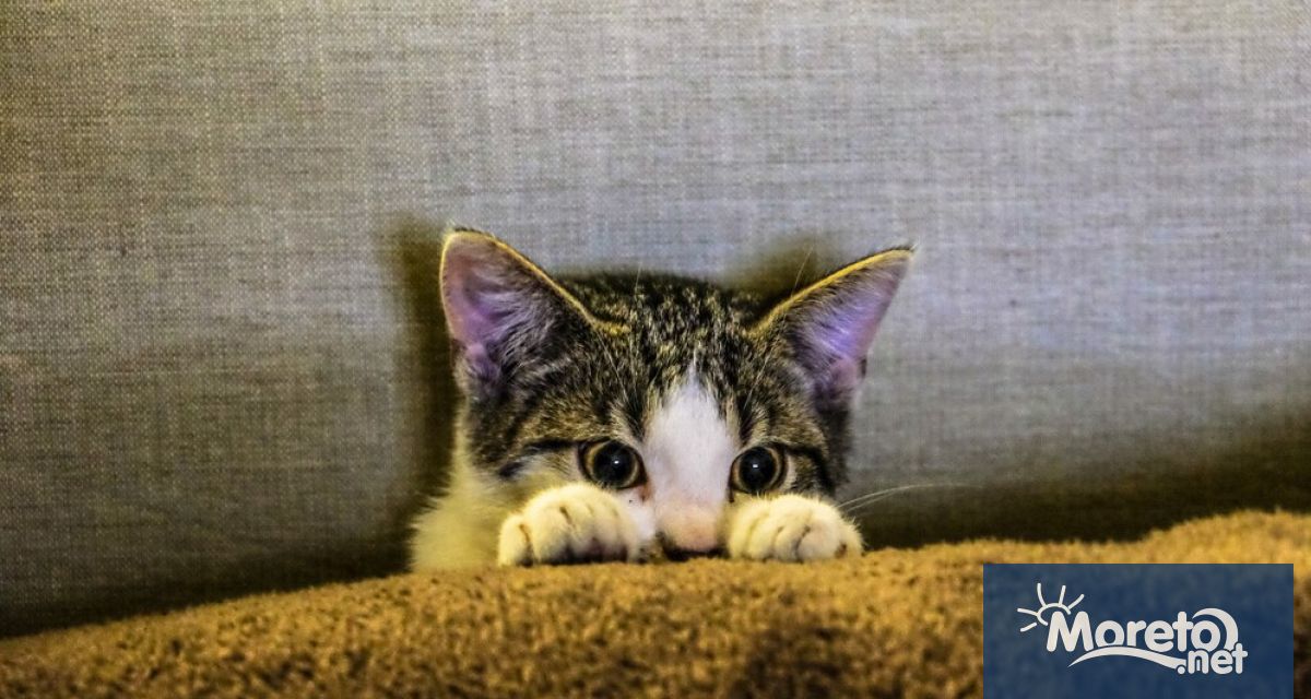 26 годишна жена и 35 годишен мъж от Перник са задържани за