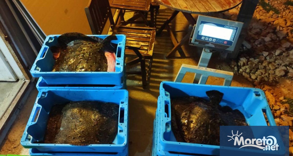 Над 105 кг калкан без документи е хванат при проверка