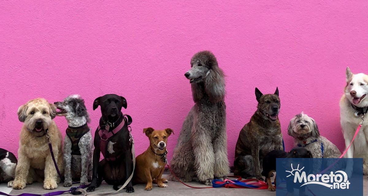 Кучетата отдавна се считат за най добрия приятел на човека но