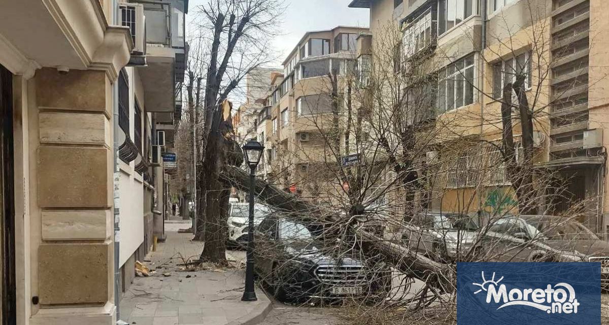 От район Одесос съобщиха че падналото върху автомобил дърво вследствие