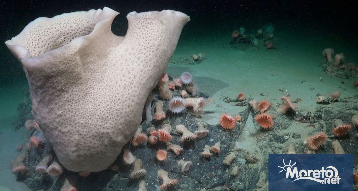 Един огромен айсберг се е откъснал от плаващ ледник в