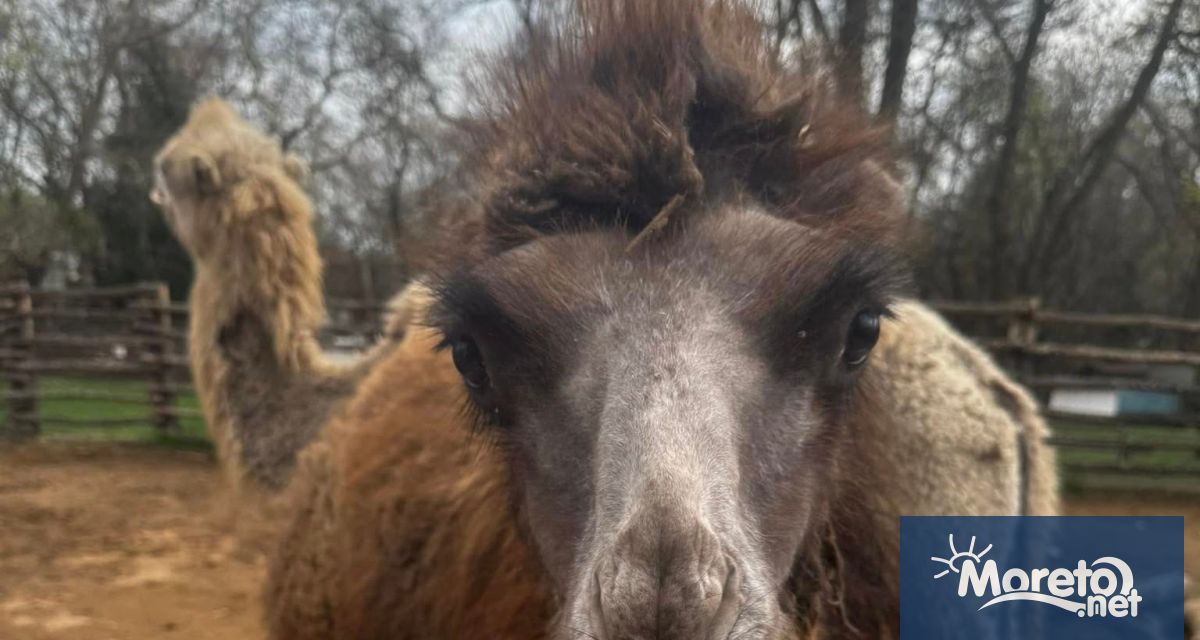 Двугърбото камилче Калиопа от варненския зоопарк отпразнува своя първи рожден