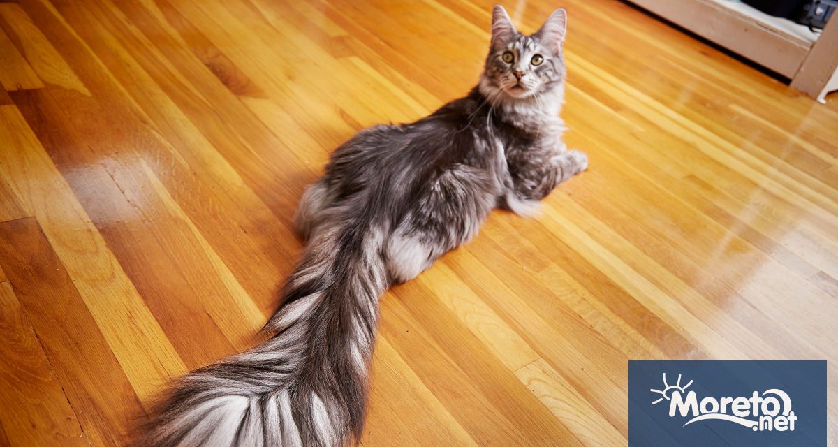 Сребрист мейн куун на име Мистър Пъгсли Адамс от Минесота