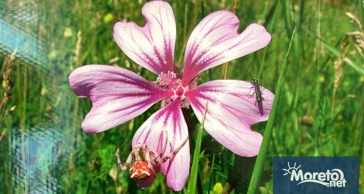 Цветна феерия е името на изложба с фотографии на цъфтящи