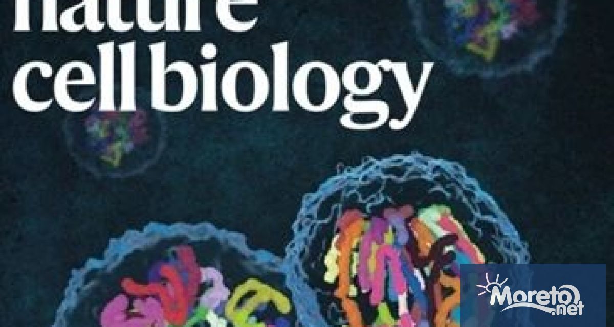 Български екип направи впечатляващо откритие в клетъчната биология като проследи