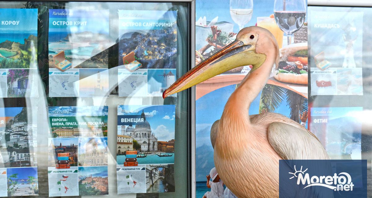 Пеликанът който от известно време обитава района на Морска гара