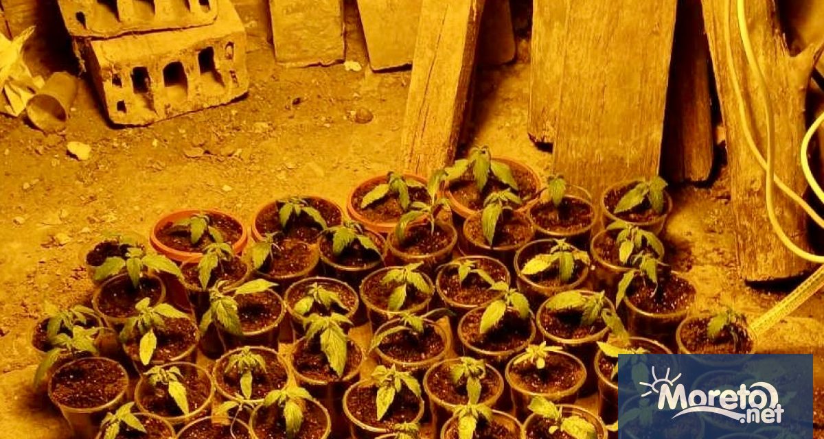 ГДБОП задържа двама души за производство отглеждане и последващо разпространение