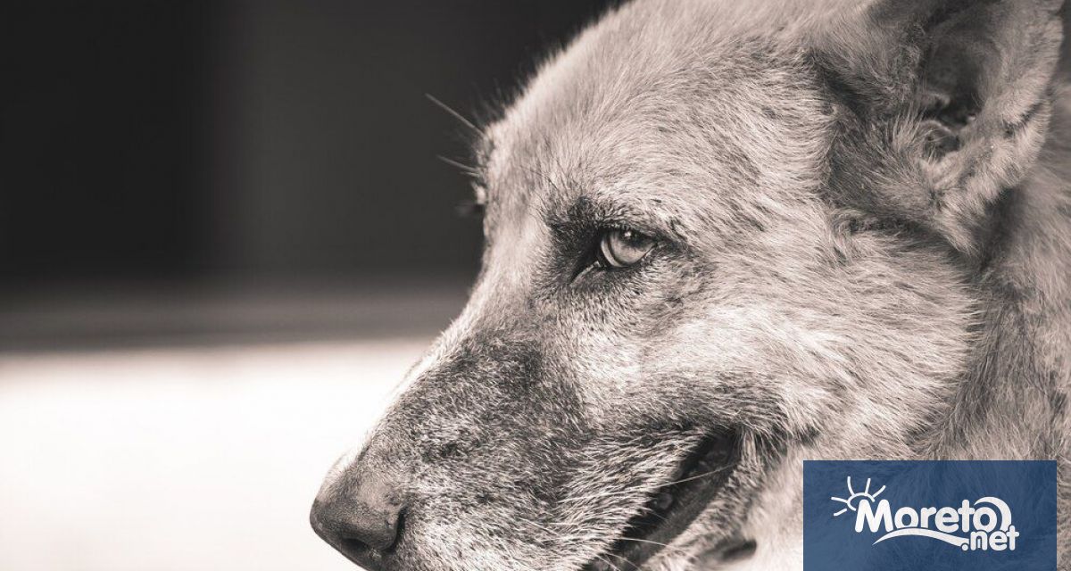 Жителка на Варна подаде пореден сигнал до ОПБК Варна район