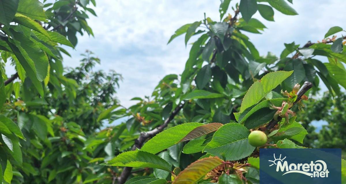 Над 300 000 декара земеделски площи са засегнати от измръзванията