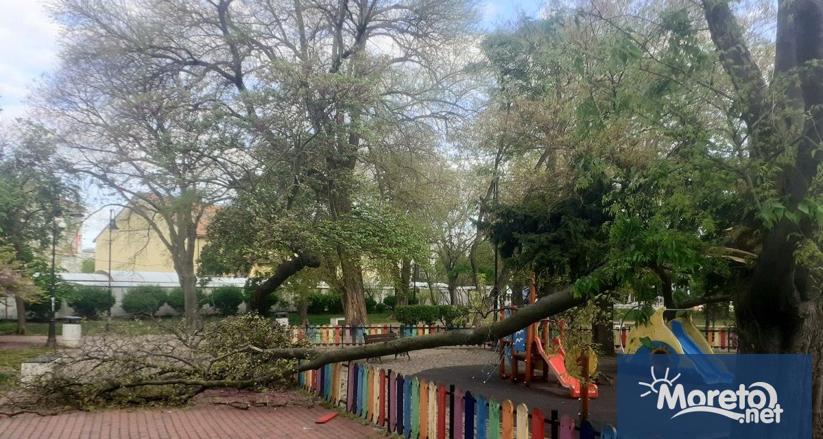 Падналият клон в градинката до сцена Филиал на Варненския театър