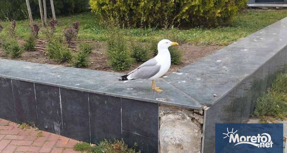 Туристическият сезон във Варна бе открит официално вчера Началото бе