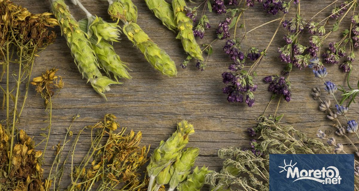 Европейската комисия официално вписа Странджански билков чай в Регистъра на