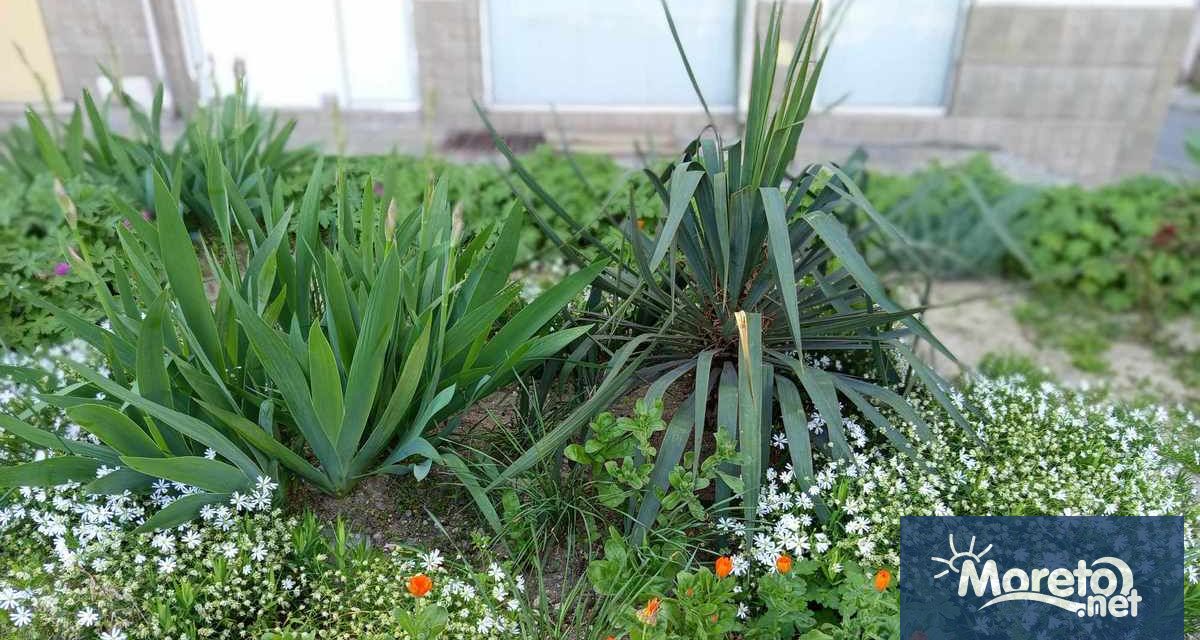 Приключи конкурсът на Община Варна за най красиво поддържана градинка Крайният