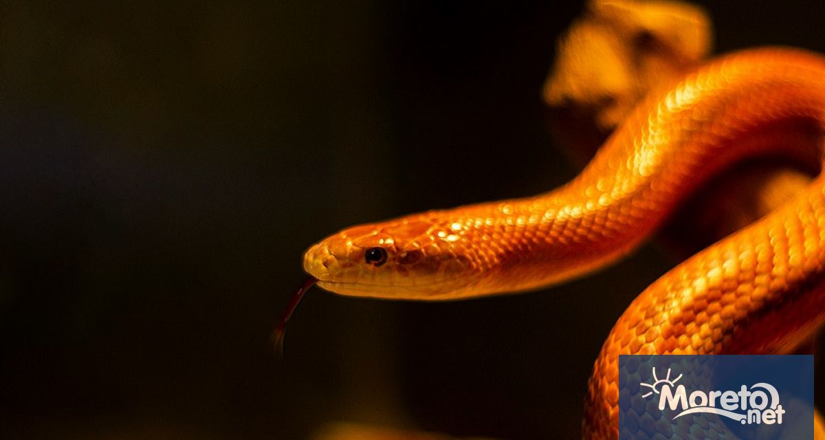 Змия албинос от вида Царевичен смок е намерена от граждани