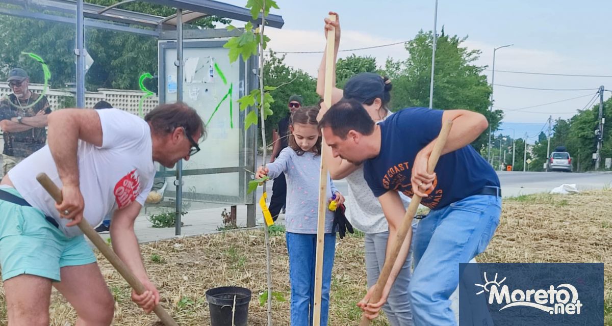 Чинар на протеста ще расте в местност Ален мак във