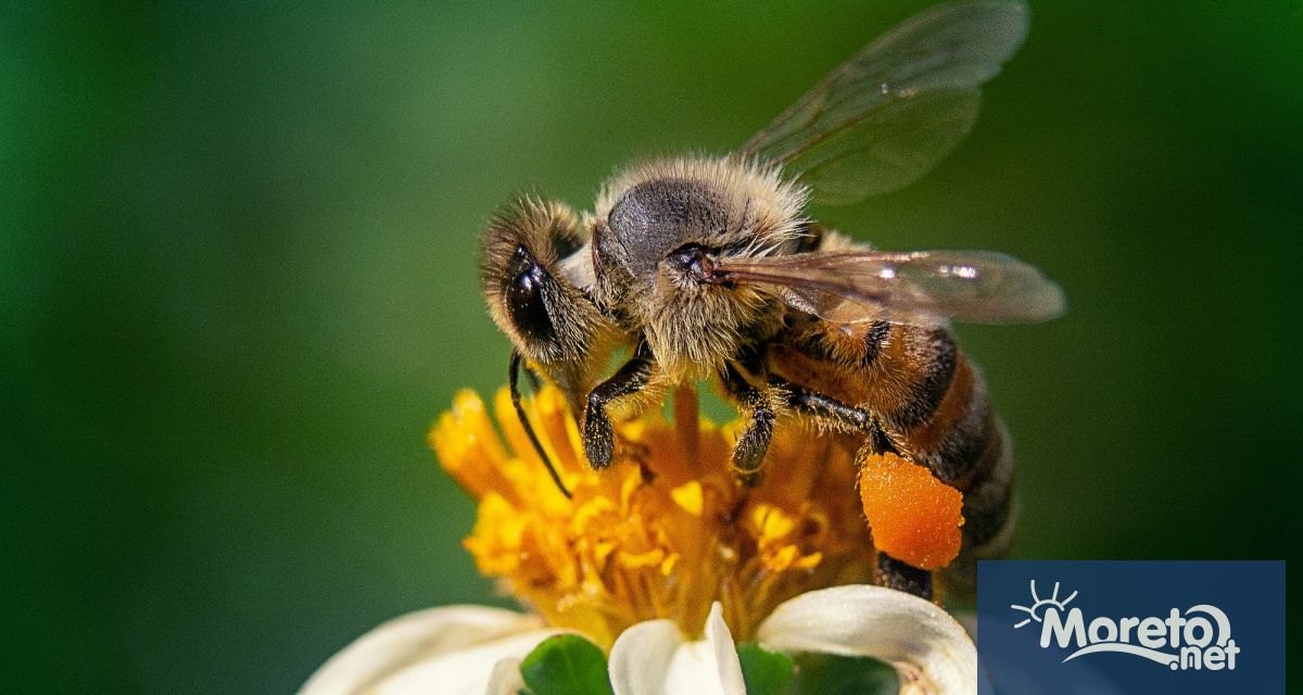 Проблемът с високата смъртност на пчелите е сложен и изисква
