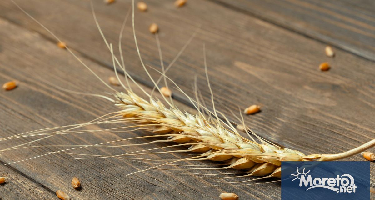 Краят на май донесе известни притеснения за бъдещето на зърнената