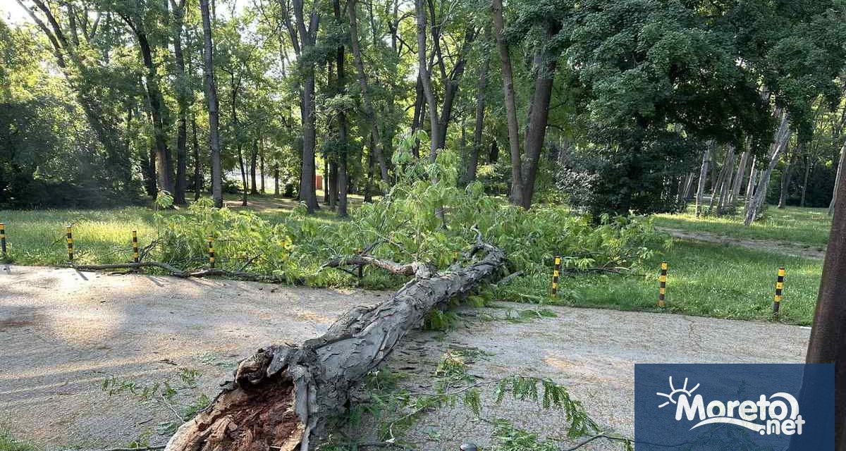 Огромно дърво е паднало върху алея в Морската градина във