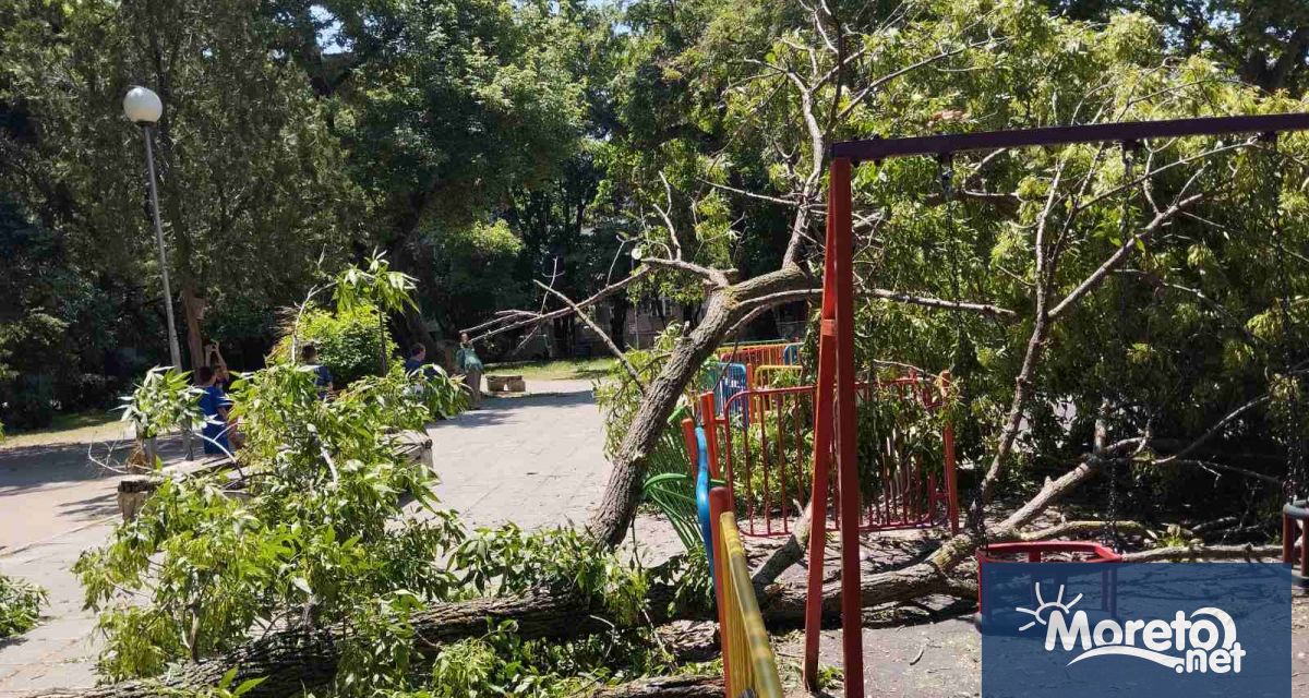 Огромен клон се е стоварил върху детска площадка до Медицинския