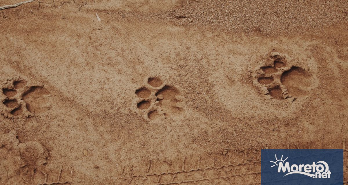 Гражданска инициатива настоява институциите да предприемат незабавни действия за хуманно