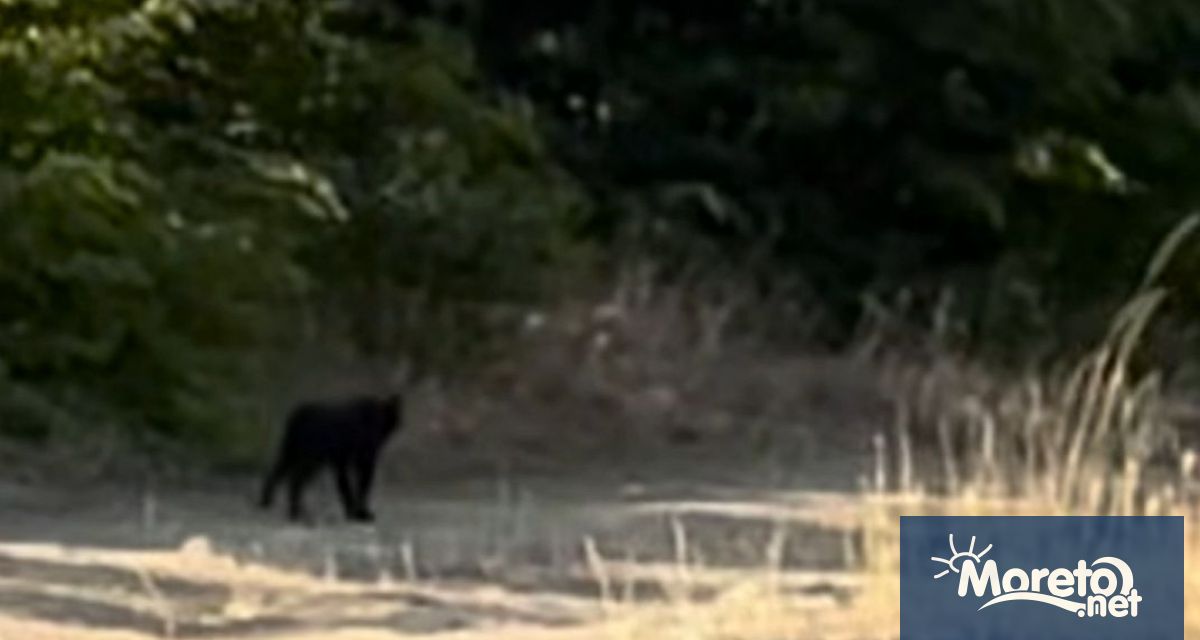 След като в последните дни социалните мрежи се изпълниха с