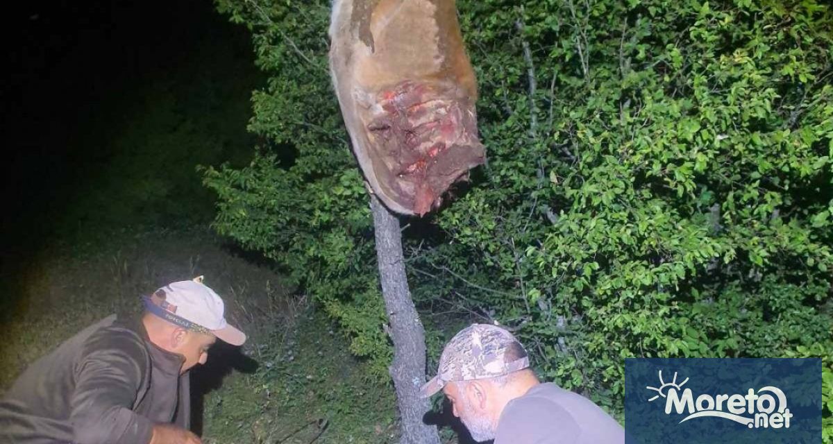 Издирването на черния леопард в района на Природен парк Шуменско