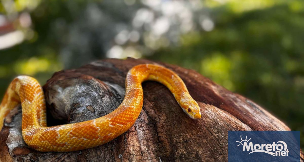 Спасителният център за диви животни към Зоопарк Варна се сдоби