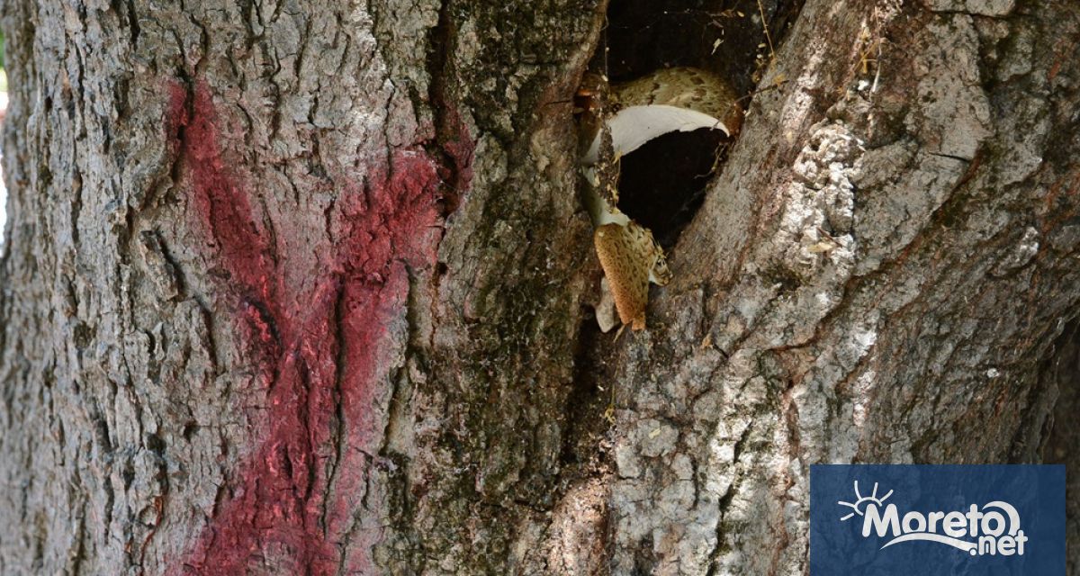 На 7 ноември петък при подходящи метеорологични условия ще бъдат