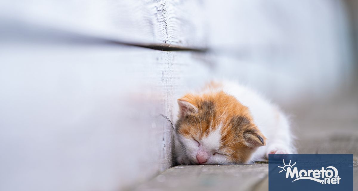 Днес Варна ще бъде домакин на първото по рода си