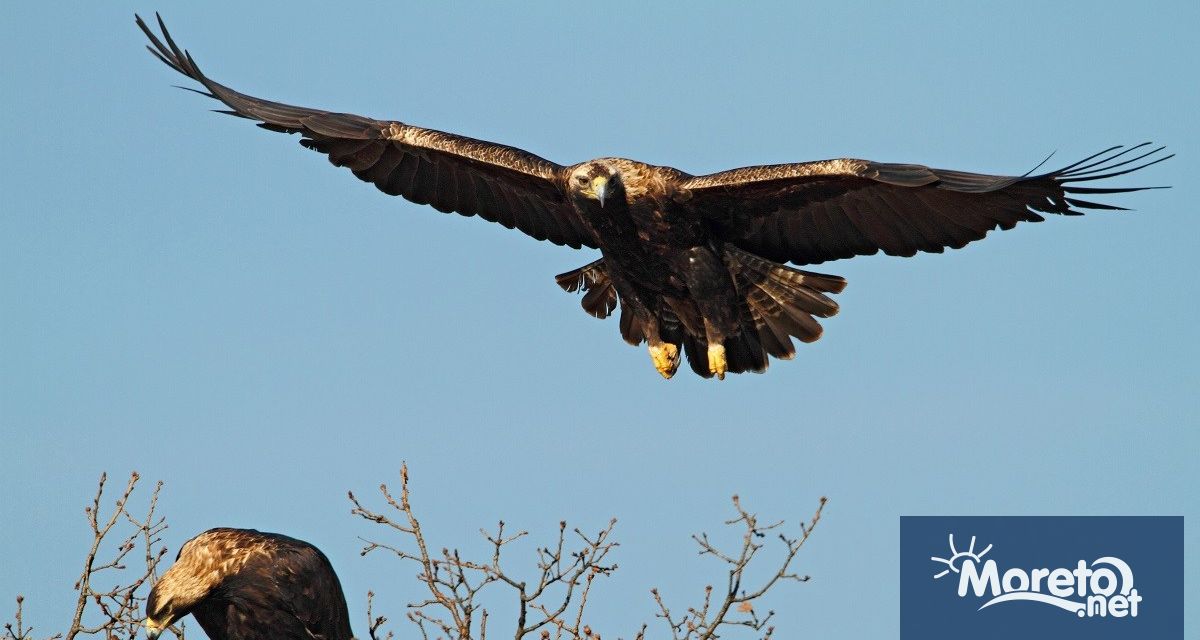 В България гнездят 47 двойки от застрашения в световен мащаб