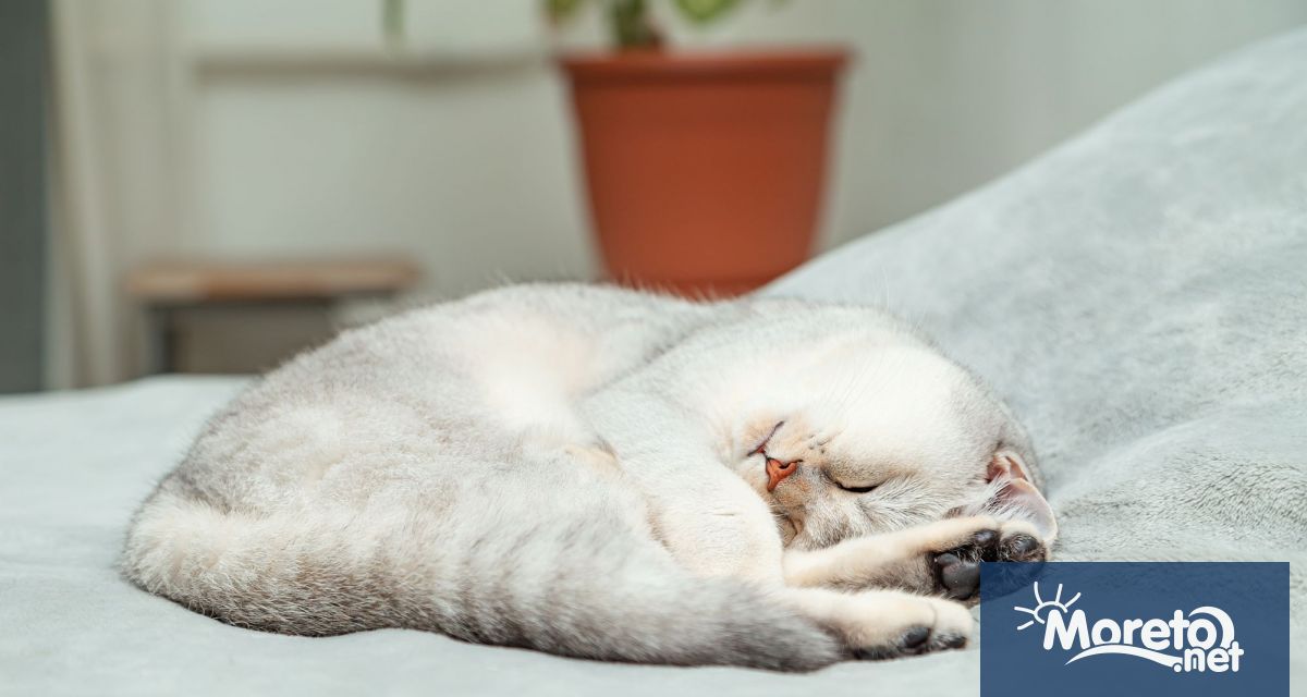 Котките са известни със своята любов към съня а според