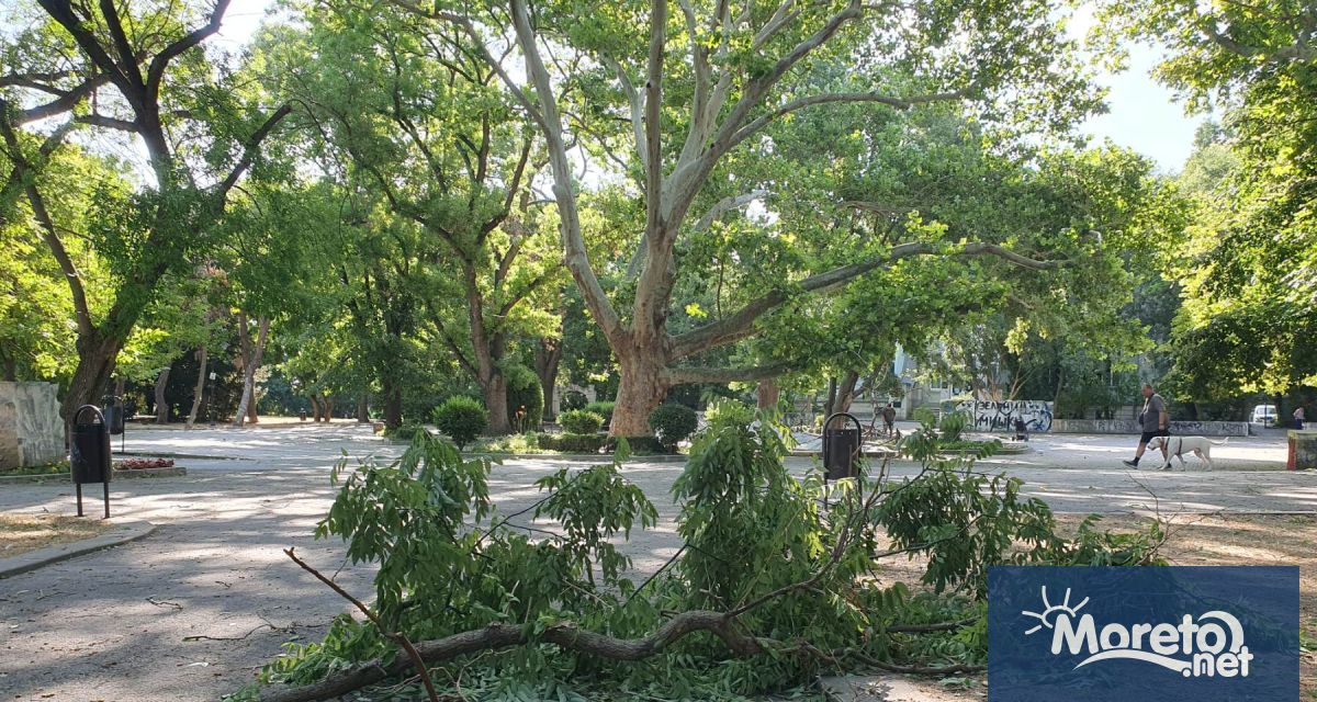 Силният вятър във Варна снощи и тази сутрин е прекършил